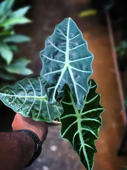 The striking white veins of the Alocasia Polly look like they were painted on. We can share our tips on how to get these beauties to thrive in your home.
