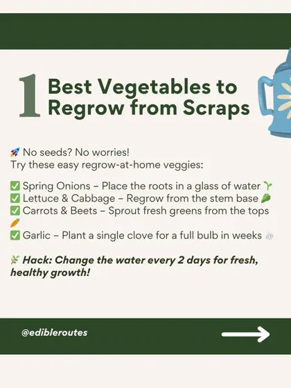 Did you know you can regrow vegetables from scraps? Learn how to sprout fresh greens from carrot tops or grow a full bulb of garlic from a single clove.