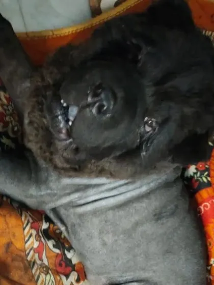 The Chow Chow is relaxed after getting its new lion haircut. Even with unique styles, the pet's comfort is my top priority.