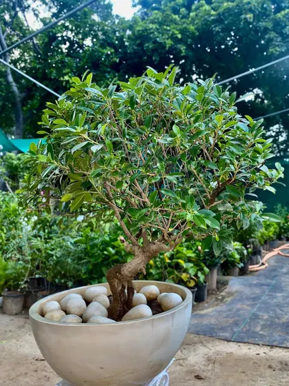 Our Ficus Retusa bonsai trees are carefully cultivated to bring a sense of calm and nature indoors. This one, set in a stylish bowl with white pebbles, makes a perfect centerpiece.
