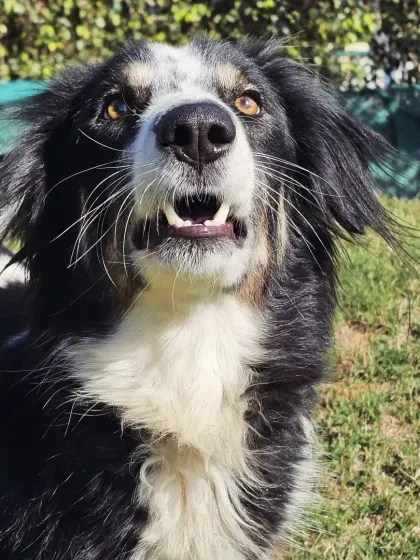 The expressive face of a Border Collie, alert and ready for fun. We provide plenty of mental stimulation to keep intelligent breeds engaged.