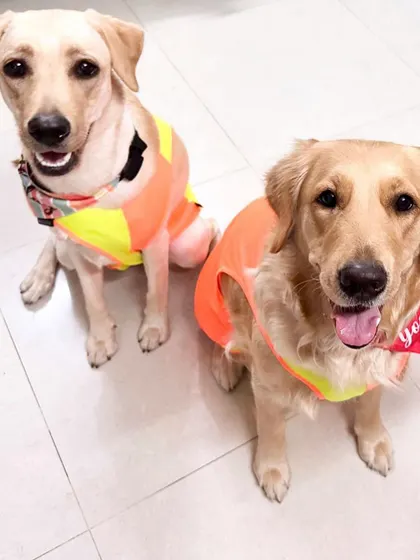 Two happy sisters celebrating a birthday. Ollie, on the left, was adopted from us a year ago.
