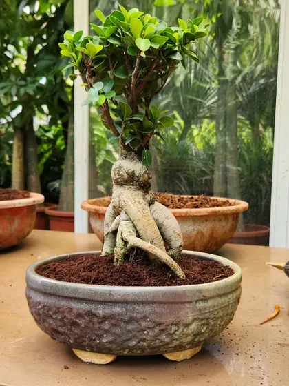 I take great pride in my Bonsai collection. This Ficus Bonsai is a perfect example of a living sculpture, ideal as a focal point for a table or desk.