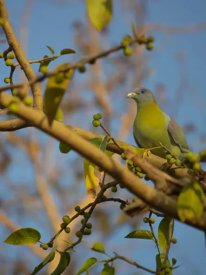 A Yellow-footed Green Pigeon, the state bird of Maharashtra, feeding on peepal tree figs. Their green plumage provides perfect camouflage among the leaves.