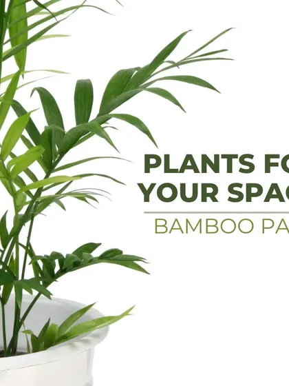 The Bamboo Palm is great for adding moisture to indoor air. It also helps clean the air by absorbing toxins like toluene, making it a healthy and beautiful addition to your space.