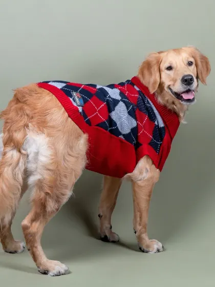 A classic look for a classic dog. This golden retriever looks handsome in a red and blue argyle sweater.