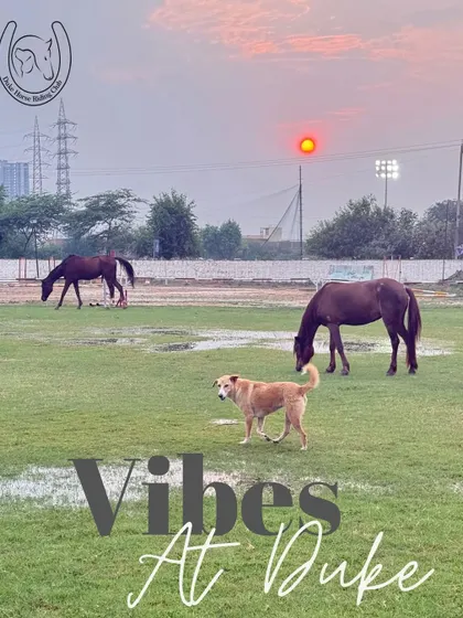 The "Vibes at Duke" are all about tranquil sunsets, happy animals, and a peaceful escape from the city hustle.