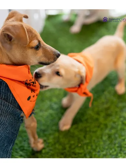 Two puppies, wearing bright orange bandanas, playfully interact at the adoption event. Socialization is a key part of these events, helping pets feel comfortable and show their true personalities.