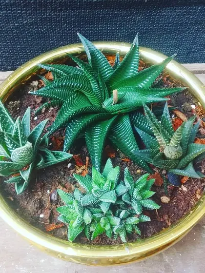 This succulent bowl features different varieties of Haworthia, known for their striking patterns and shapes. The arrangement is set in a decorative brass-colored bowl with handles.