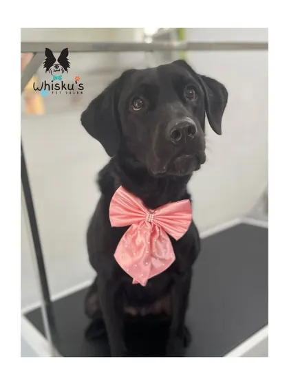 A lovely profile of Zola. The pink bow adds a nice pop of color against her dark fur.