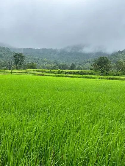Lush green paddy fields stretching out to the hills. The fertility and beauty of the land are incredible.