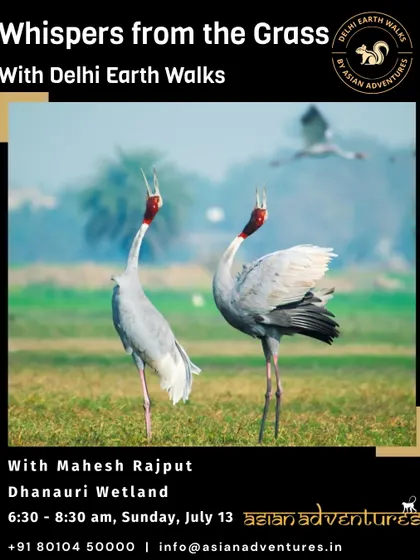 A pair of Sarus Cranes, the world's tallest flying birds, calling in the Dhanauri wetlands. Our walks offer a chance to witness the incredible courtship displays of these state birds of Uttar Pradesh.