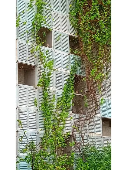 Creepers and vines grow up the facade of the Eklavya campus, made from reclaimed louvered windows. This "living wall" is a direct expression of our goal to create architecture that coexists with nature.
