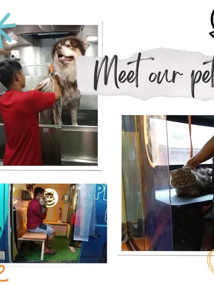More happy pets we've had the pleasure of grooming. This collection features a beautiful Alaskan Malamute getting a bath and a cat being brushed by the window.