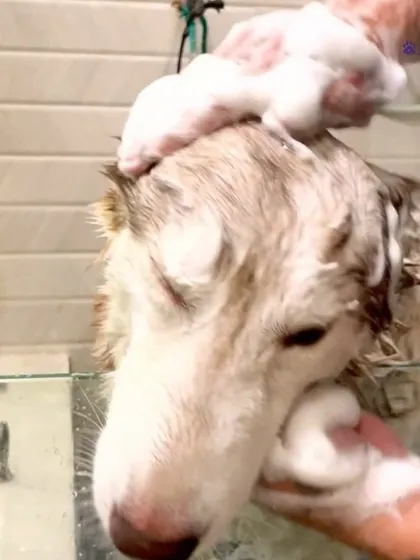 An anti-flea and tick bath is crucial, especially during monsoon season. This Husky is getting a medicated bath with 100% natural products to protect it from pests and keep its skin healthy and itch-free.