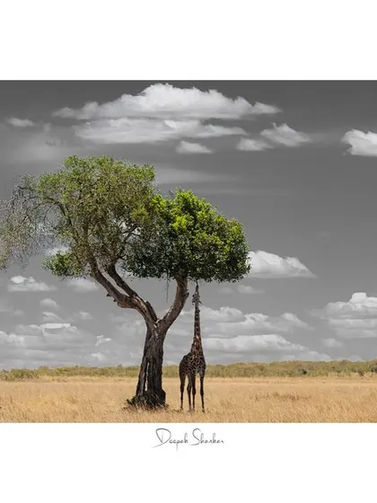 This fine art print is a unique and stylish piece that tells a story of perseverance with a creative twist.
