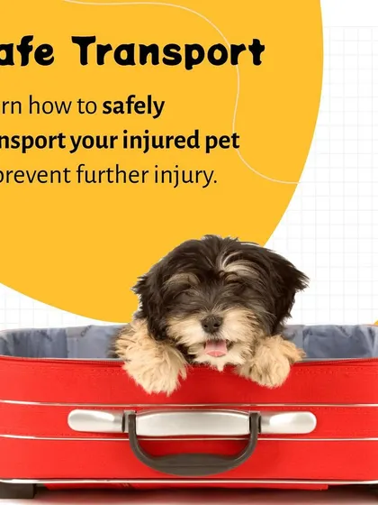 Transporting an injured pet requires care to prevent further harm. We provide instructions on how to safely and securely move your pet to a veterinarian during an emergency.