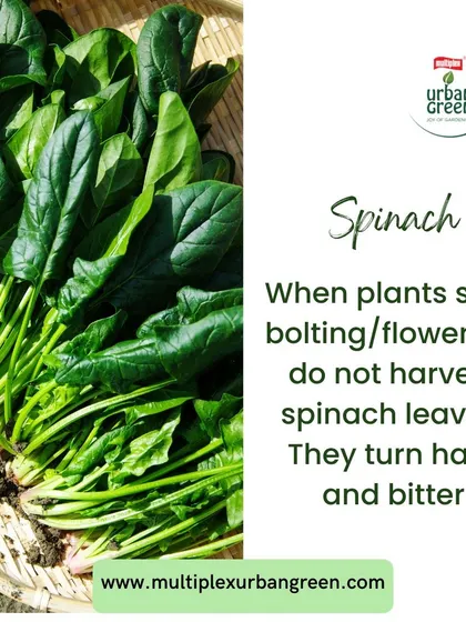 A simple tip for harvesting spinach: always pick the leaves when they are young and tender, typically 30-45 days after sowing. Avoid harvesting after the plant has started bolting or flowering.