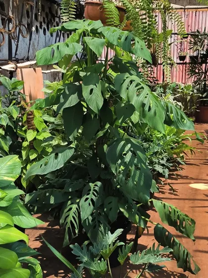 Ain't that a pretty sight. This monster boy, a Monstera Adansonii, has grown into a huge, impressive tower of holey leaves.
