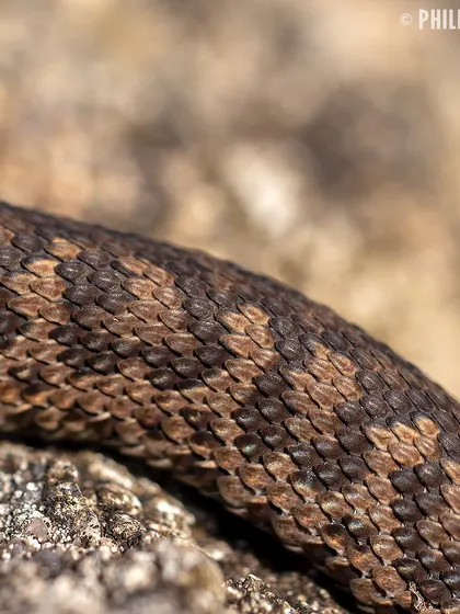 A macro detail shot of the intricate, keeled scales and horseshoe pattern on the viper's body.