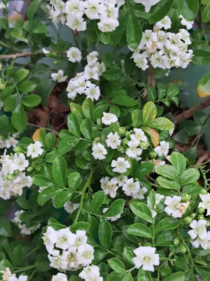 Another shot of my Madhukamini plant.