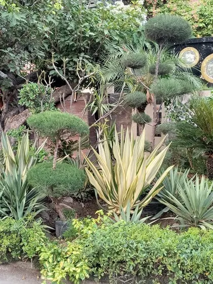 A close-up of the varied foliage in the Noida garden. I carefully select plants like variegated yuccas and sculpted junipers to create contrast and year-round interest.