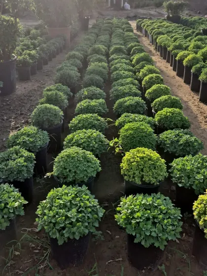 Another view of our extensive ground cover and shrub collection, available for bulk purchase. We have thousands of plants ready to go.
