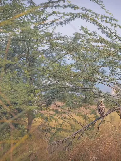 A Short-eared Owl perched on Vilayati Keekar (Prosopis juliflora), an invasive tree species that has taken over many native habitats in the Aravallis.