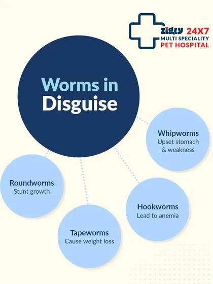 There are several types of intestinal worms that can affect your pet, each causing different problems. This visual guide breaks down the common "worms in disguise," such as roundworms that stunt growth and hookworms that can lead to anemia.