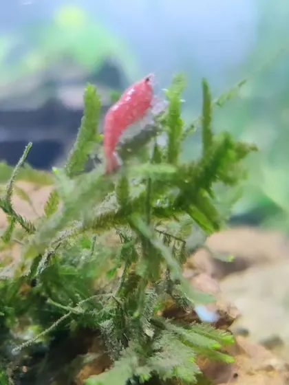 A close-up of a fire red shrimp in our classroom aquarium. The children researched, designed, and set up this entire aquatic habitat themselves.