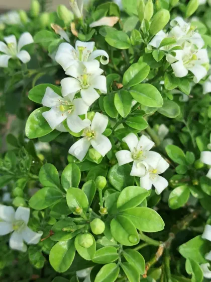 A detailed shot of the Madhukamini flowers and buds.