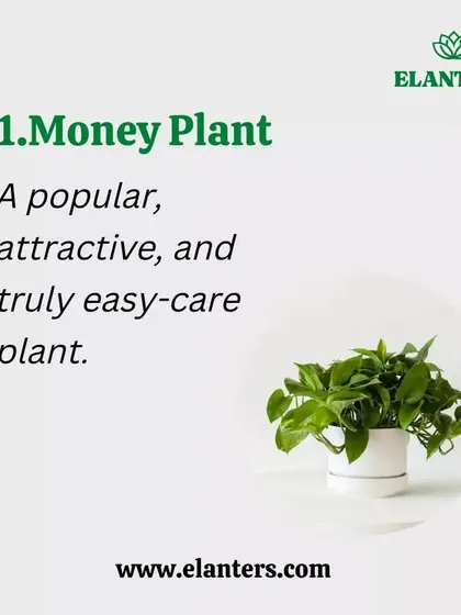 The Money Plant is another fantastic natural air purifier. It's a popular, attractive, and very easy-to-care-for plant that helps remove toxins from the air.