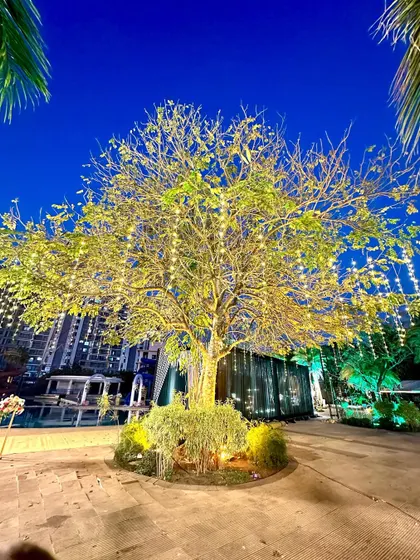 An outdoor tree beautifully illuminated with strings of fairy lights for an evening event. This simple yet effective lighting technique transforms a natural element into a stunning centerpiece for any celebration.