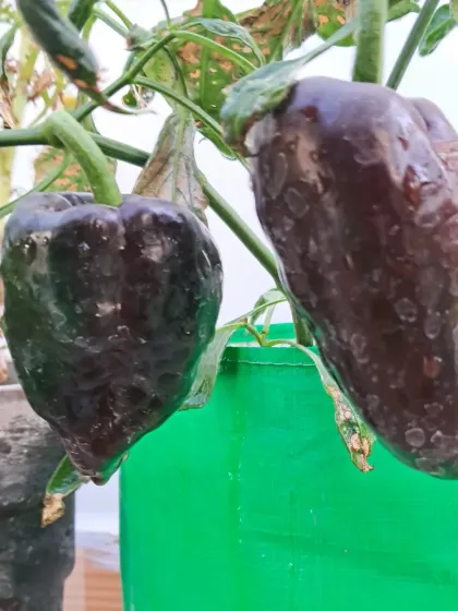 A close-up of ripening chillies in a grow bag. Container gardening is a great way to control the soil and nutrients your plants receive.