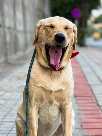 Even a big yawn from Simon shows he's relaxed. My goal is to make grooming a calm, routine activity, not a stressful event for any dog.