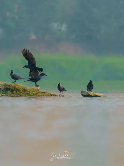 Duplicate of the crows interacting, perfect for illustrating flock behavior.
