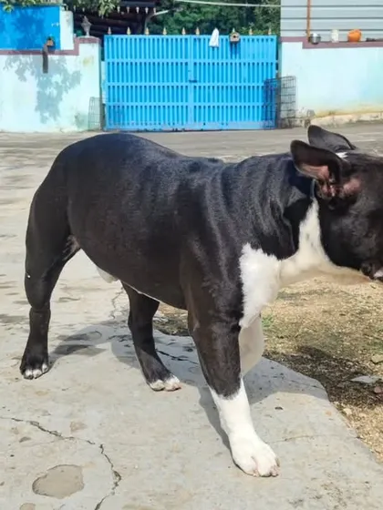 This is Juno, a beautiful Pitbull with a massive head. He barks to scare you but his tail is always tucked.