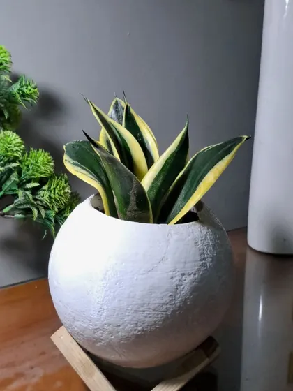 A dwarf Snake Plant in a stylish round pot, perfect for a tabletop or shelf.