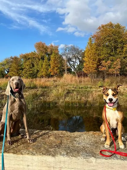 An autumn pack walk provides so many new sights and smells for the dogs to experience calmly. Here are two pups enjoying the fall colors by the water.