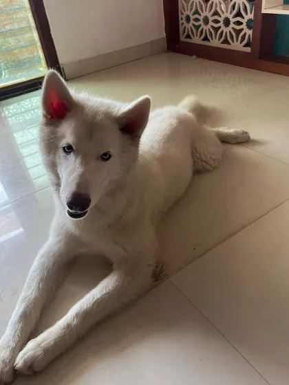 Vegas relaxing on the cool floor of his new home. His journey is a reminder that every surrendered dog deserves a second chance.