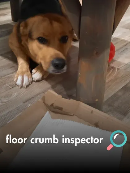 The Floor Crumb Inspector, always on duty to ensure no food particle is left behind. A very important and self-appointed job.