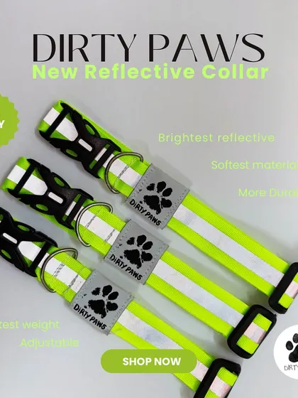 My new neon green reflective collar. This product shot highlights its features: brightest reflective material, softest feel, durability, and adjustable size.