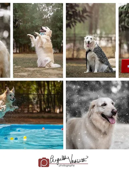A collage showcasing the many talents and looks of Ginie, from flower child to rescue dog to pool diver. It's a great way to summarize a versatile and fun-loving pet's life.