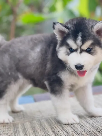 This woolly coat puppy is on the move. You can see his playful energy and the beautiful texture of his grey and white fur.