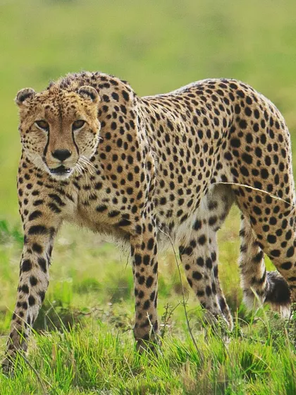 A cheetah gives a look that seems to say the meeting has gone on too long. I often look for these anthropomorphic moments to create a relatable connection between the viewer and the animal.