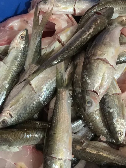 These are the fresh water fish I use to make my Pongsen style dish.