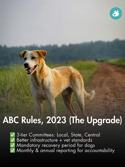The updated ABC Rules (2023) aim to strengthen the program with better infrastructure, mandatory recovery periods, and improved accountability through a 3-tier committee system. We educate our community on these important upgrades.
