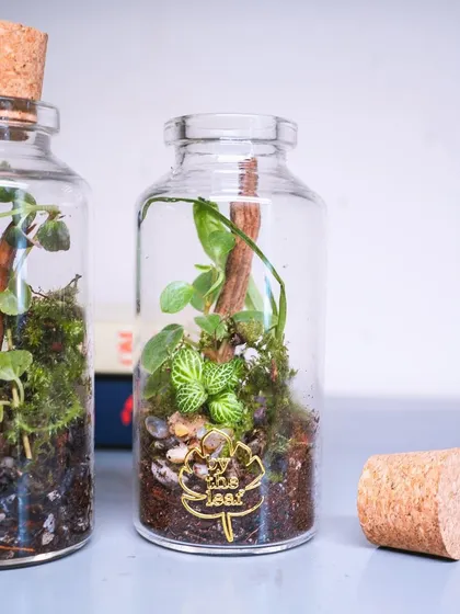 A closer look at one of the cork bottle terrariums, with its lid off. You can see the tiny fittonia plant and the layers of soil and pebbles.