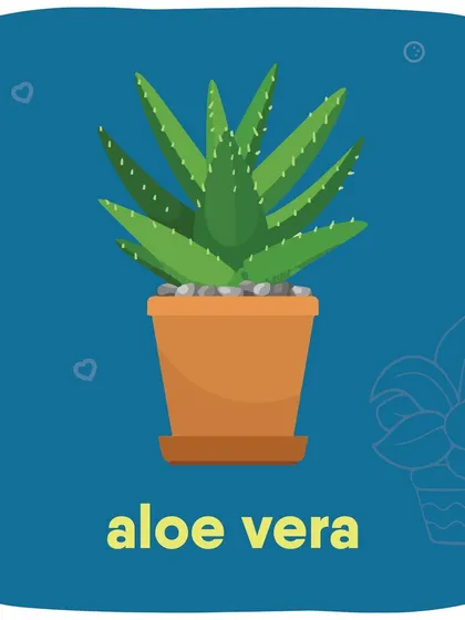 Aloe Vera is another plant to add to the 'keep away from pets' list.