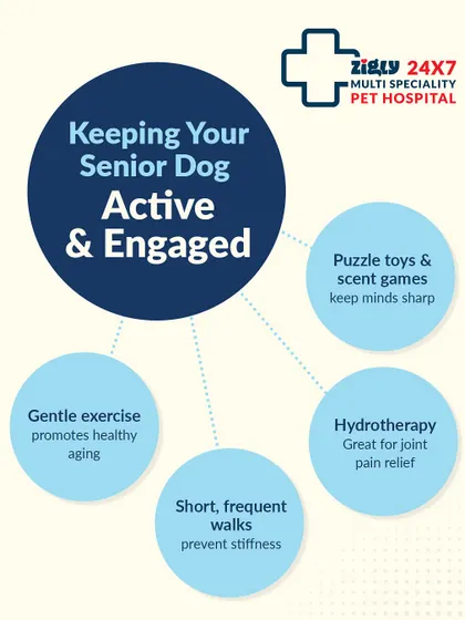 Keep your senior dog active and mentally engaged with puzzle toys, scent games, and short, frequent walks to prevent stiffness.